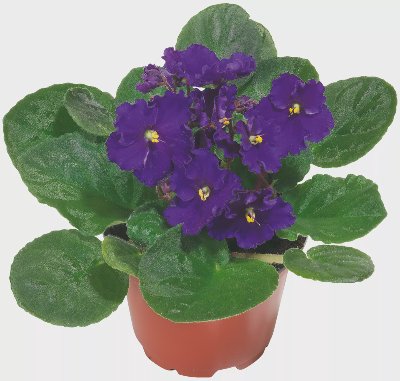 Минисентполия Стайно растение